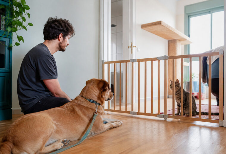 Perro tranquilo y gato observándose a ambos lados de una barrera de seguridad